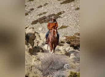 Quarter Pony, Ruin, 13 Jaar, 135 cm, Roan-Red