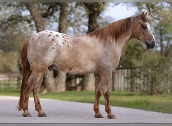 Quarter Pony, Ruin, 13 Jaar, 137 cm, Red Dun