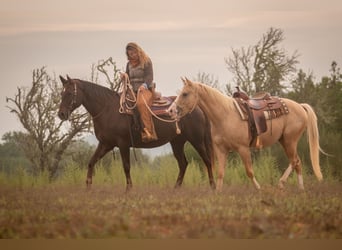 Quarter Pony, Ruin, 13 Jaar, 150 cm, Palomino