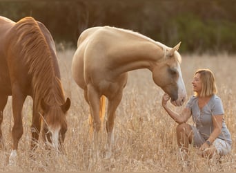Quarter Pony, Ruin, 13 Jaar, 150 cm, Palomino