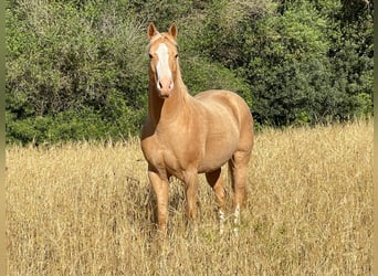 Quarter Pony, Ruin, 13 Jaar, 150 cm, Palomino