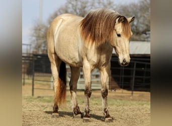 Quarter Pony, Ruin, 14 Jaar, 132 cm, Buckskin