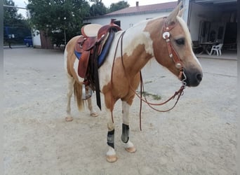 Quarter Pony, Ruin, 14 Jaar, 140 cm, Gevlekt-paard