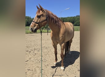Quarter Pony, Ruin, 15 Jaar, 147 cm, Red Dun
