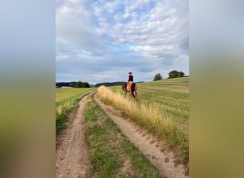 Quarter Pony, Ruin, 15 Jaar, 147 cm, Red Dun