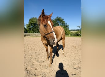Quarter Pony, Ruin, 15 Jaar, 147 cm, Red Dun