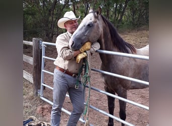 Quarter Pony, Ruin, 15 Jaar, 151 cm