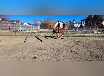 Quarter Pony Mix, Ruin, 15 Jaar, 152 cm, Vos