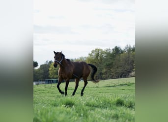 Quarter Pony, Ruin, 17 Jaar, 152 cm, Brauner
