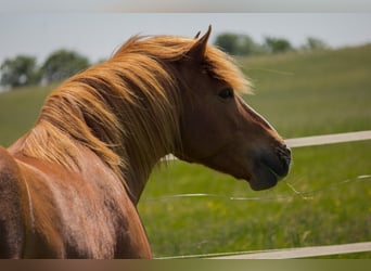 Quarter Pony Mix, Ruin, 18 Jaar, 148 cm, Roodvos