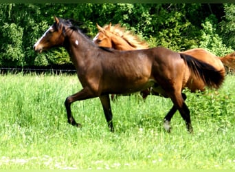 Quarter Pony, Ruin, 1 Jaar, 146 cm, Overo-alle-kleuren