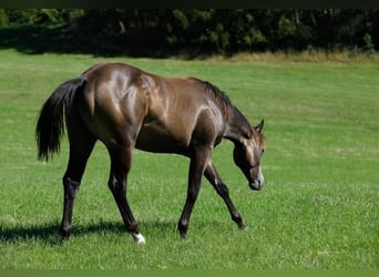 Quarter Pony, Ruin, 2 Jaar, 149 cm, Buckskin