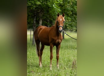 Quarter Pony Mix, Ruin, 2 Jaar, 158 cm, Zwartschimmel