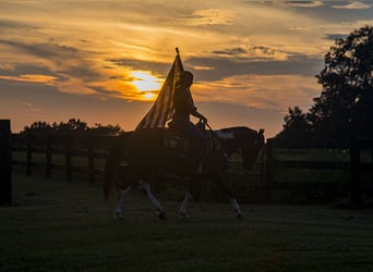 Quarter Pony, Ruin, 3 Jaar, 142 cm, Gevlekt-paard