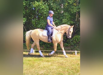Quarter Pony, Ruin, 3 Jaar, 155 cm, Palomino