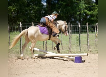 Quarter Pony, Ruin, 4 Jaar, 122 cm, Cremello