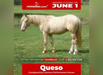 Quarter Pony, Ruin, 4 Jaar, 122 cm, Cremello