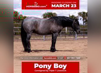 Quarter Pony, Ruin, 4 Jaar, 140 cm, Roan-Blue