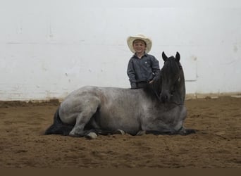 Quarter Pony, Ruin, 4 Jaar, 140 cm, Roan-Blue