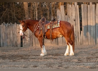 Quarter Pony, Ruin, 4 Jaar, 140 cm, Roodvos
