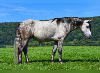 Quarter Pony, Ruin, 4 Jaar, 142 cm, Appelschimmel