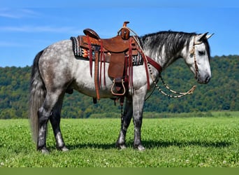 Quarter Pony, Ruin, 4 Jaar, 142 cm, Appelschimmel
