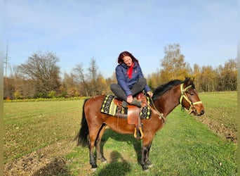 Quarter Pony Mix, Ruin, 4 Jaar, 146 cm, Bruin