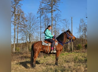 Quarter Pony, Ruin, 4 Jaar, 146 cm, Bruin