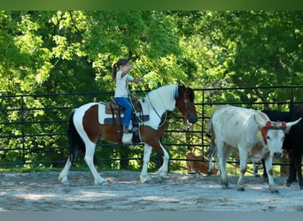 Quarter Pony, Ruin, 4 Jaar, Gevlekt-paard