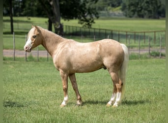 Quarter Pony, Ruin, 4 Jaar, Palomino