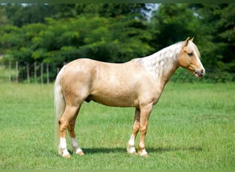 Quarter Pony, Ruin, 4 Jaar, Palomino