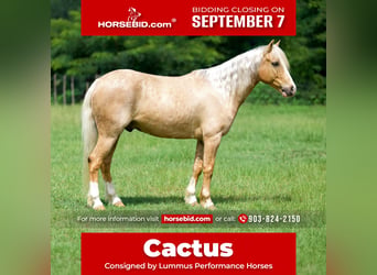 Quarter Pony, Ruin, 4 Jaar, Palomino