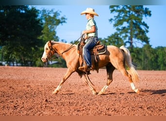 Quarter Pony, Ruin, 4 Jaar, Palomino