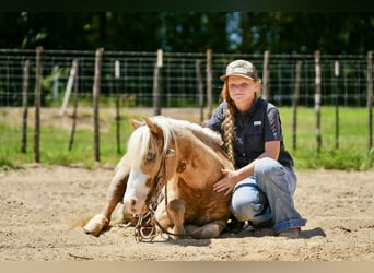 Quarter Pony, Ruin, 4 Jaar, Palomino