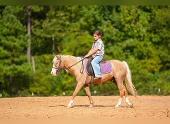 Quarter Pony, Ruin, 4 Jaar, Palomino