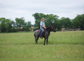 Quarter Pony, Ruin, 4 Jaar, Roan-Blue