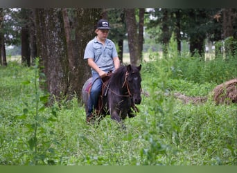 Quarter Pony, Ruin, 4 Jaar, Roan-Blue