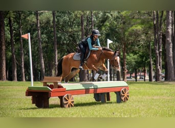 Quarter Pony, Ruin, 4 Jaar, Roodbruin