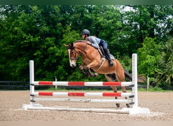 Quarter Pony, Ruin, 4 Jaar, Roodbruin