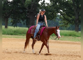 Quarter Pony, Ruin, 4 Jaar, Roodvos