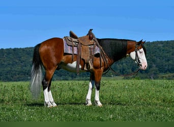 Quarter Pony, Ruin, 5 Jaar, 130 cm, Gevlekt-paard