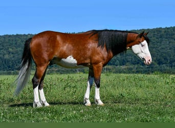 Quarter Pony, Ruin, 5 Jaar, 130 cm, Gevlekt-paard