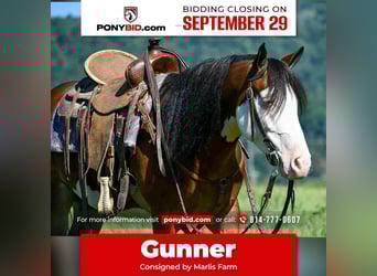 Quarter Pony, Ruin, 5 Jaar, 130 cm, Gevlekt-paard