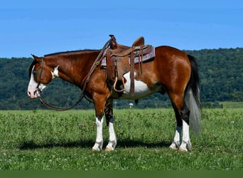 Quarter Pony, Ruin, 5 Jaar, 130 cm, Gevlekt-paard