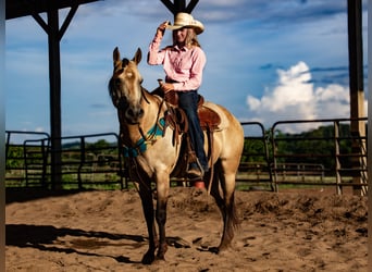 Quarter Pony, Ruin, 5 Jaar, 132 cm, Buckskin
