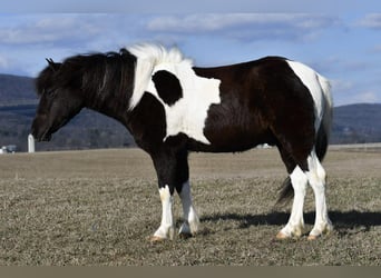 Quarter Pony, Ruin, 5 Jaar, 132 cm, Gevlekt-paard