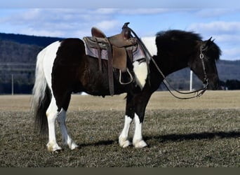 Quarter Pony, Ruin, 5 Jaar, 132 cm, Gevlekt-paard