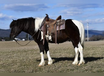 Quarter Pony, Ruin, 5 Jaar, 132 cm, Gevlekt-paard