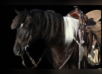 Quarter Pony, Ruin, 5 Jaar, 132 cm, Gevlekt-paard