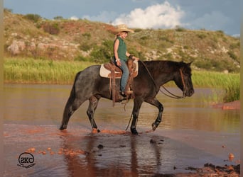 Quarter Pony, Ruin, 5 Jaar, 132 cm, Roan-Blue